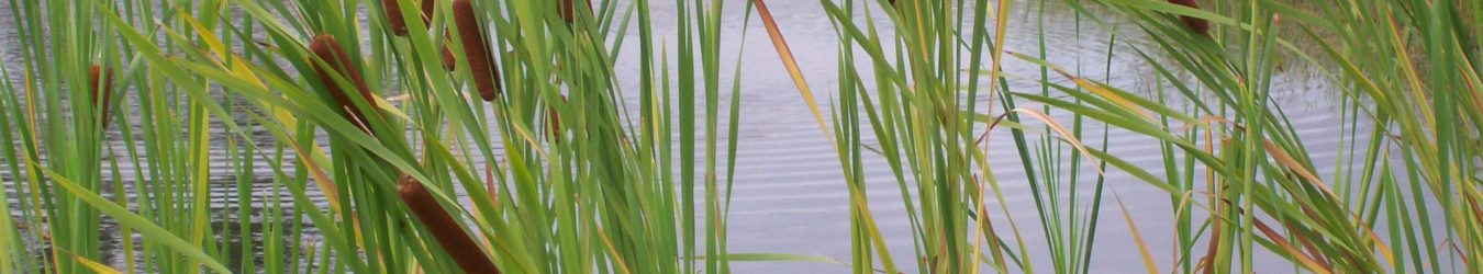 cattails-2